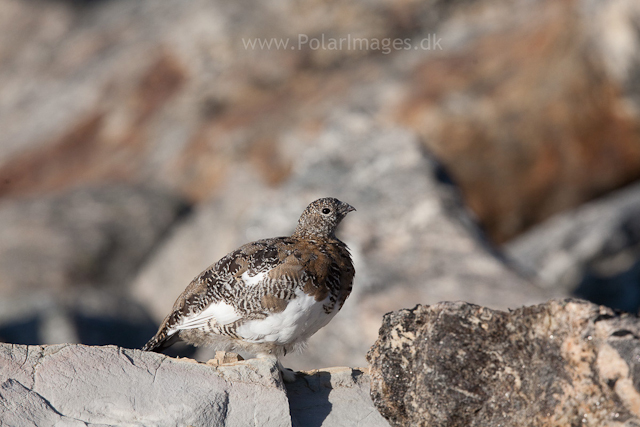 Rock ptarmigan, Segelsällskapet Fjord_MG_7283