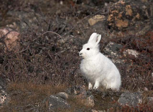 Snow hare, Scoresbysund_MG_4673