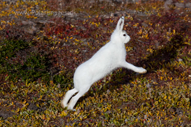 Young Snow Hare, Ella Ø, NE Greenland_MG_1033