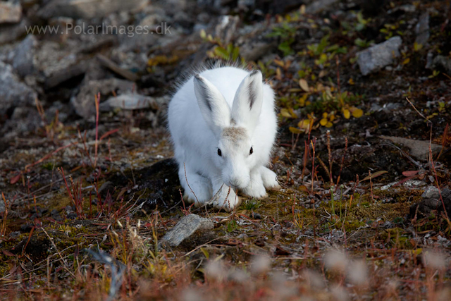 Young Snow Hare, Ella Ø, NE Greenland_MG_1040