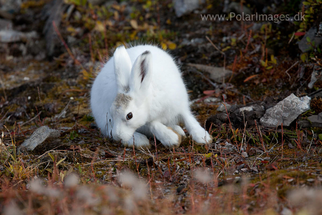 Young Snow Hare, Ella Ø, NE Greenland_MG_1046