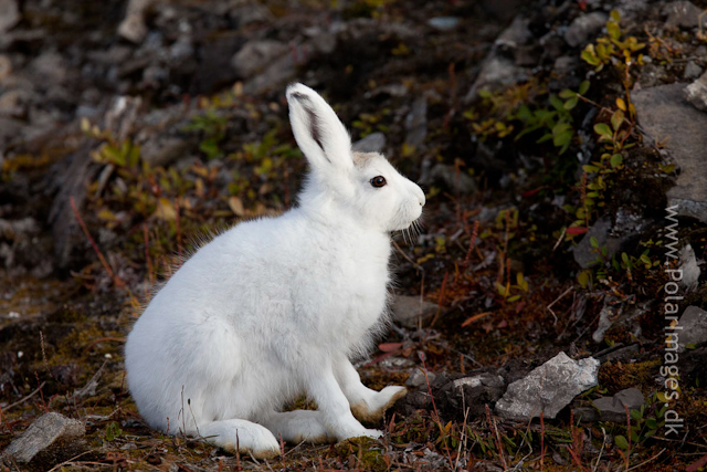 Young Snow Hare, Ella Ø, NE Greenland_MG_1047