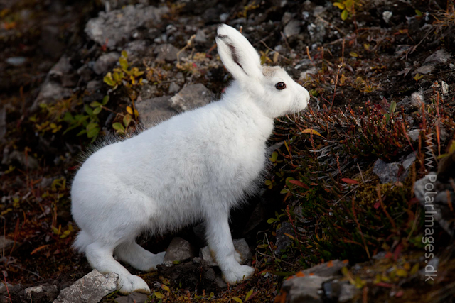 Young Snow Hare, Ella Ø, NE Greenland_MG_1052
