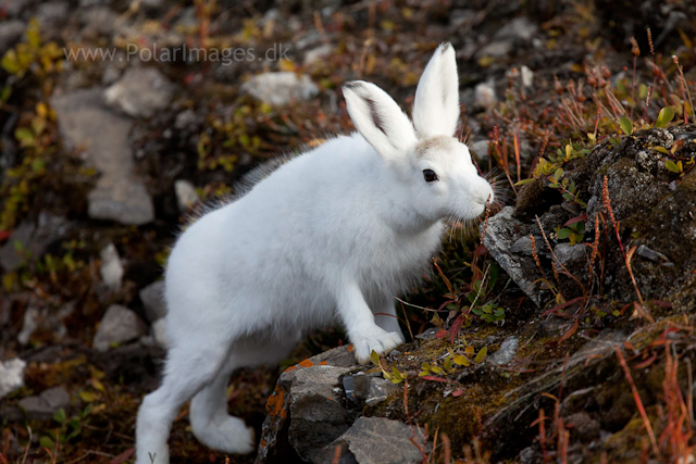 Young Snow Hare, Ella Ø, NE Greenland_MG_1070