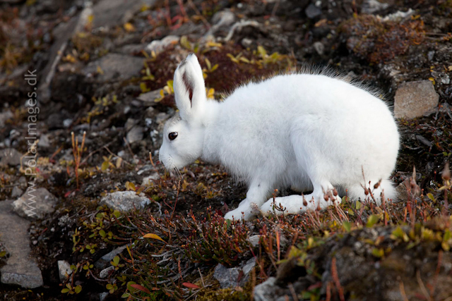 Young Snow Hare, Ella Ø, NE Greenland_MG_1073