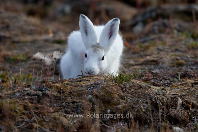 Young Snow Hare, Ella Ø, NE Greenland_MG_1079