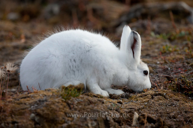 Young Snow Hare, Ella Ø, NE Greenland_MG_1084