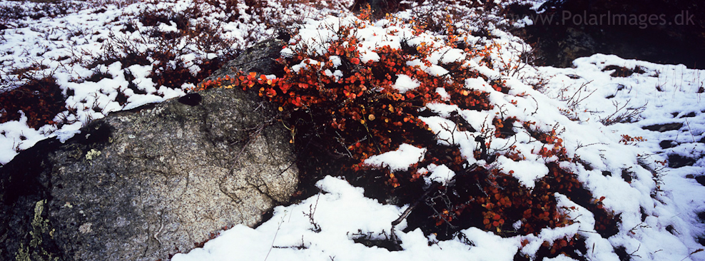 Arctic birch