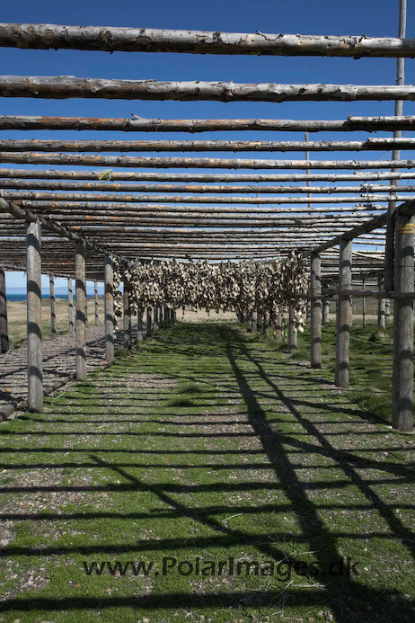 Drying_cod_Borgafjordur_E_Iceland_MG_2709