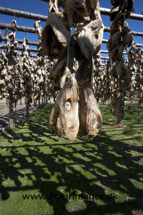 Drying_cod_Borgafjordur_E_Iceland_MG_2712