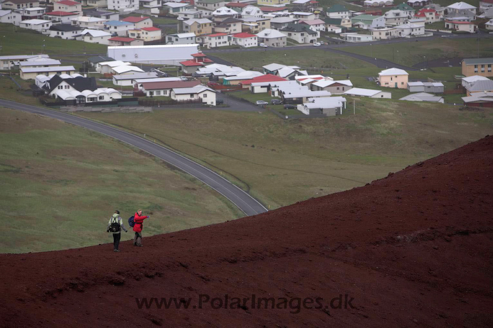 Heimaey_S_Iceland_MG_2817