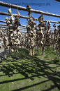 Drying_cod_Borgafjordur_E_Iceland_MG_2711