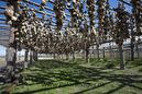 Drying_cod_Borgafjordur_E_Iceland_MG_2714