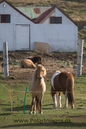 Grimsey_N_Iceland_MG_2926