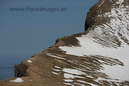 Hornvik_N_Iceland_MG_2581