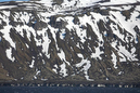 Kokssletta_Jan_Mayen_MG_3592