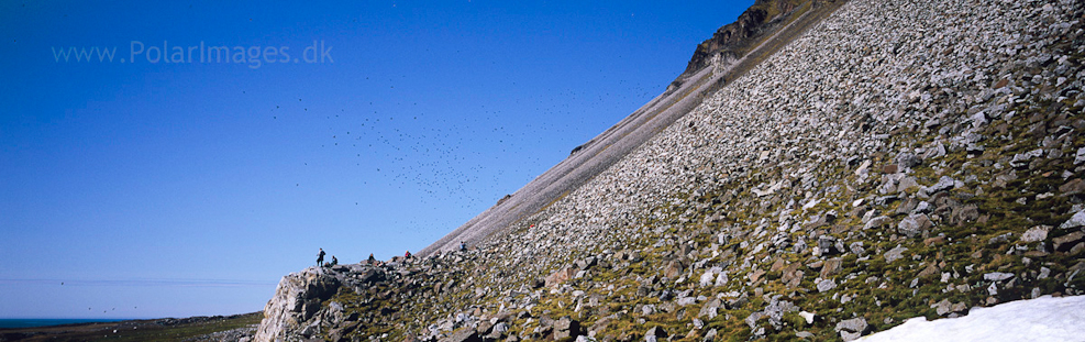 Little auk colony at Ingeborgfjellet, Bellsund_