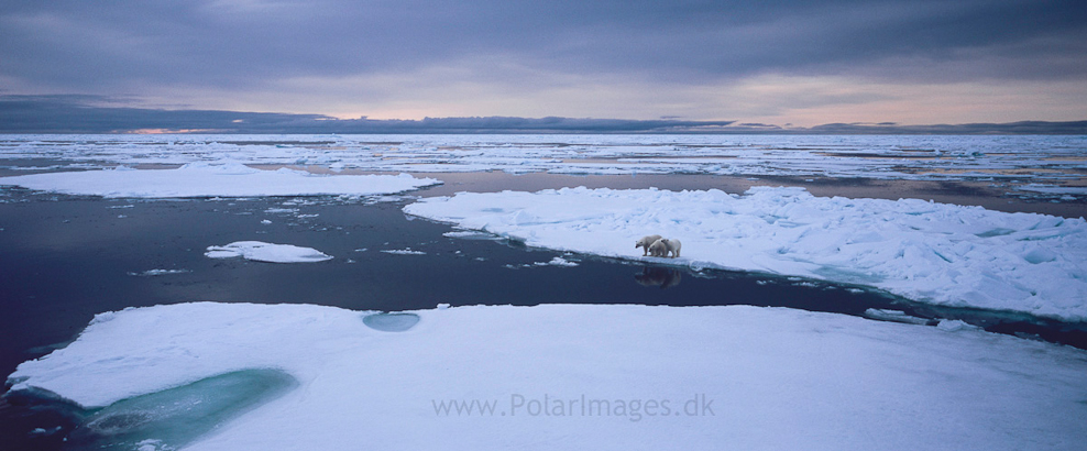 Mother and two cubs, South of Austfonna (1)