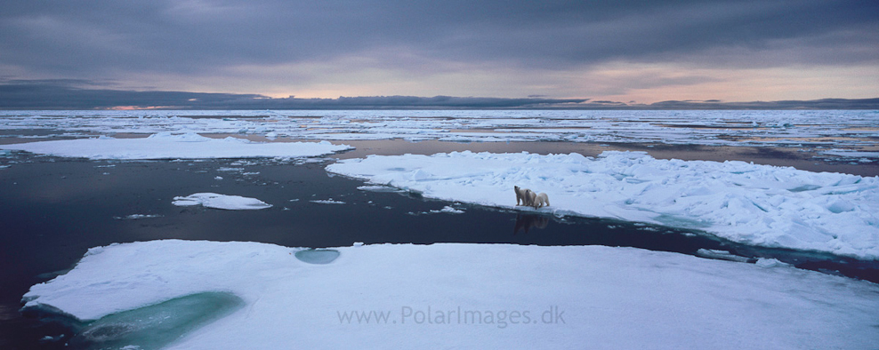 Mother and two cubs, South of Austfonna (2)