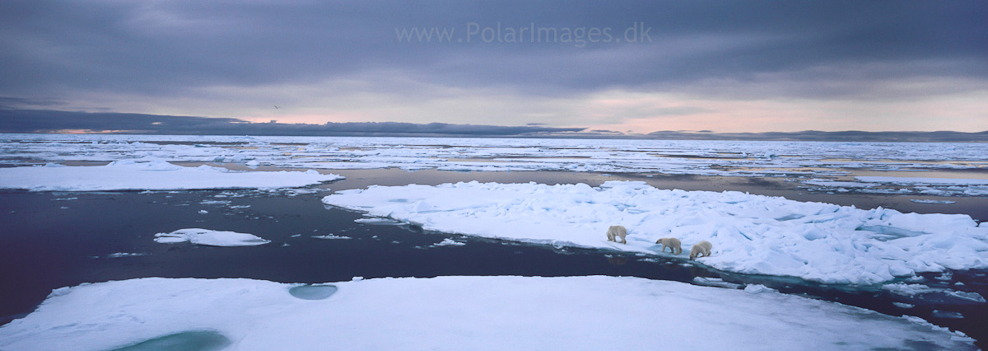 Mother and two cubs, South of Austfonna (3)