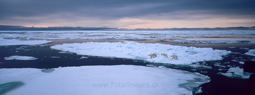 Mother and two cubs, South of Austfonna (4)