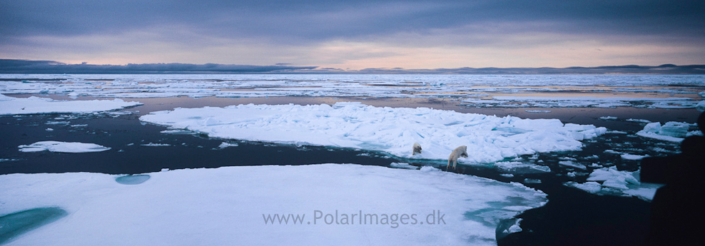 Mother and two cubs, South of Austfonna (5)