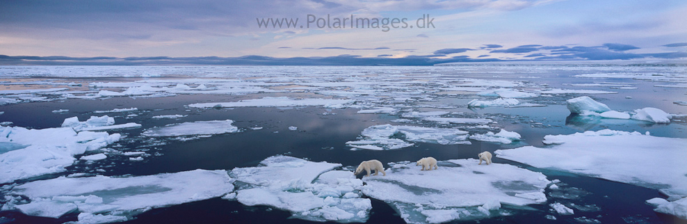 Mother and two cubs, South of Austfonna (6)