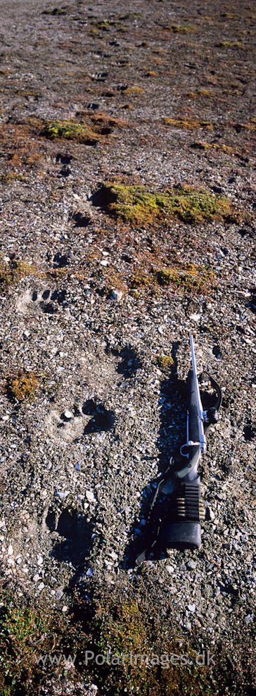 Polar bear tracks near Gjæver Villa, Recherchefjord (2)