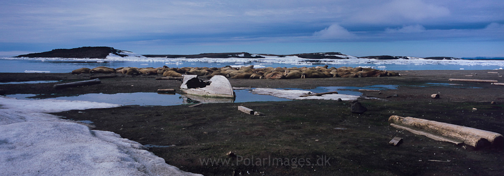 Walrus, Andreetangen, Edgeøya
