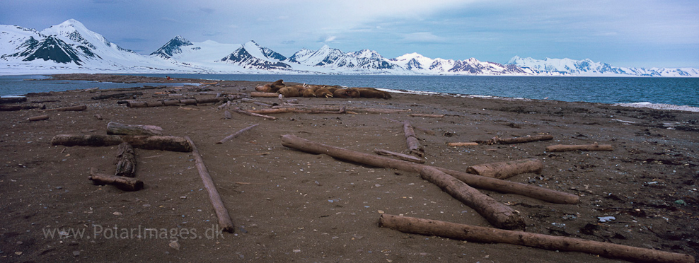 Walrus, Poolepynten (1)