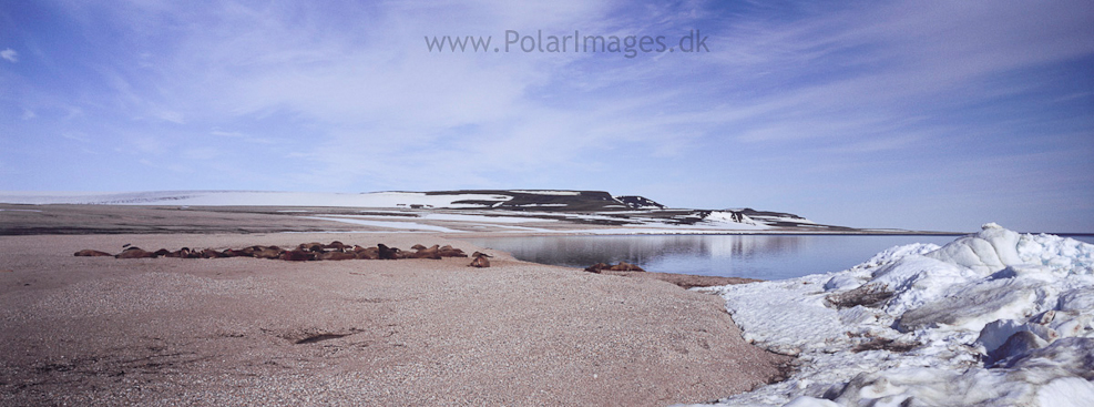 Walrus, Torellneset (1)