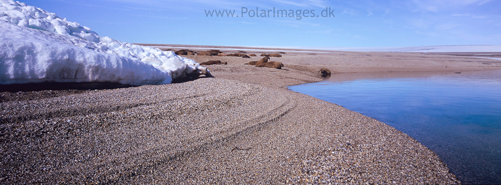 Walrus, Torellneset (2)