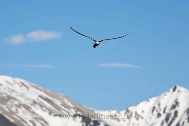 Arctic tern, Recherchefjord _MG_5195