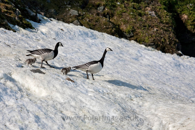 Barnacle geese, Alkefjellet, Hinlopen Strait_MG_5660