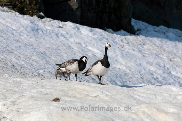 Barnacle geese, Alkefjellet, Hinlopen Strait_MG_5665