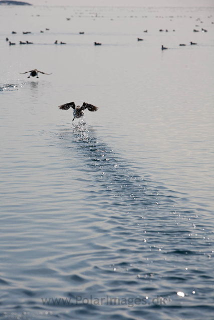 Brunnich's guillemot, Alkefjellet, Hinlopen Strait_MG_5626