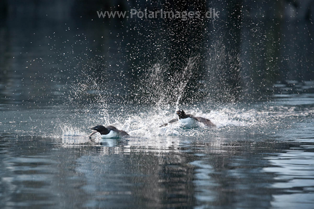 Brunnich's guillemot, Alkefjellet, Hinlopen Strait_MG_5709