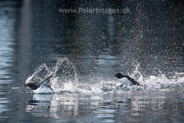 Brunnich's guillemot, Alkefjellet, Hinlopen Strait_MG_5711