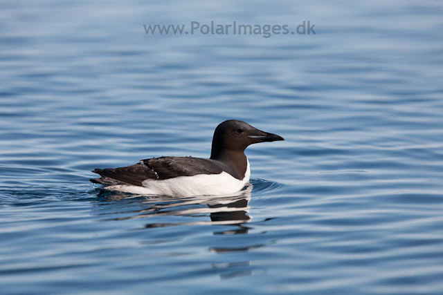 Brunnich's guillemot, Alkefjellet, Hinlopen Strait_MG_5731