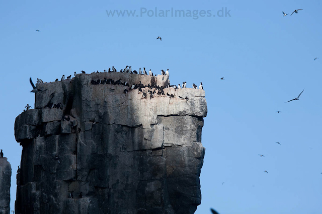 Brunnich's guillemot, Alkefjellet, Hinlopen Strait_MG_5758