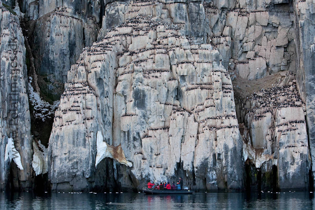 Brunnich's guillemot, Alkefjellet, Hinlopen Strait_MG_5772