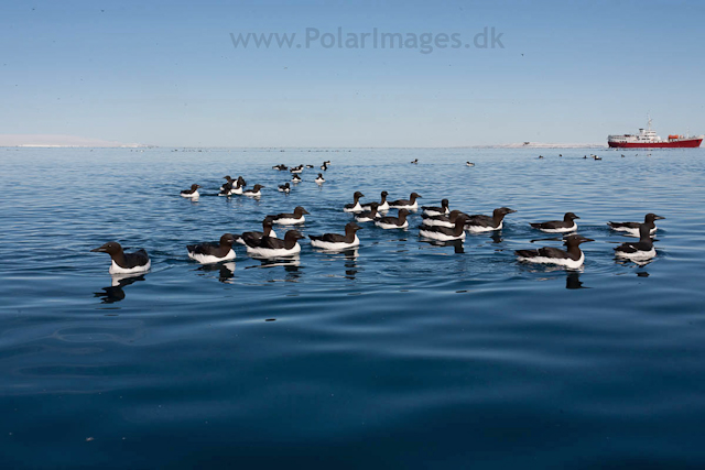 Brunnich's guillemot, Alkefjellet, Hinlopen Strait_MG_5802