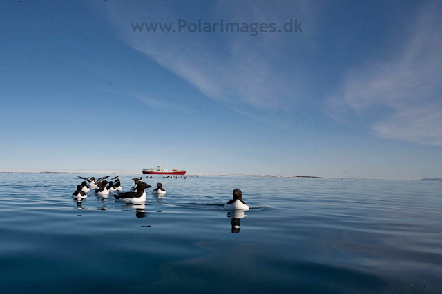 Brunnich's guillemot, Alkefjellet, Hinlopen Strait_MG_5815