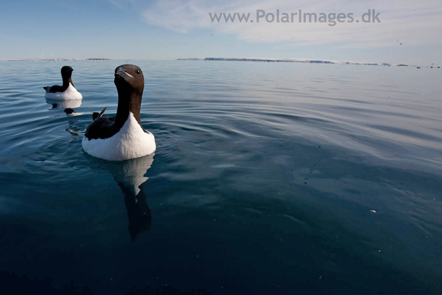 Brunnich's guillemot, Alkefjellet, Hinlopen Strait_MG_5823