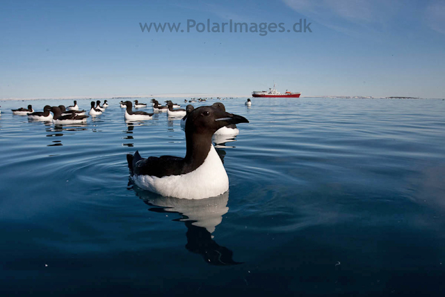 Brunnich's guillemot, Alkefjellet, Hinlopen Strait_MG_5829