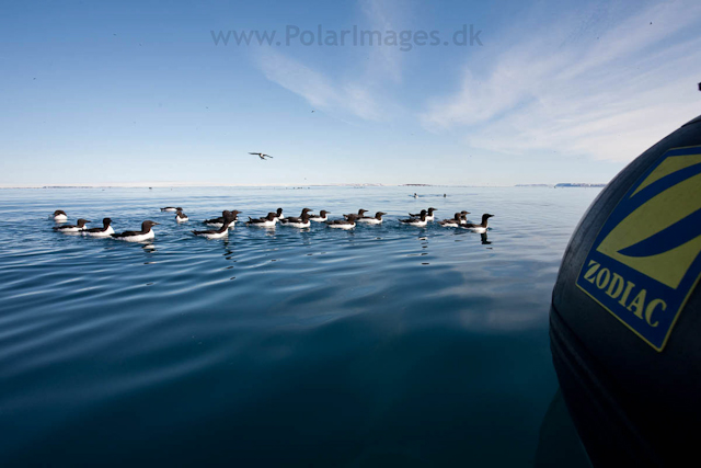 Brunnich's guillemot, Alkefjellet, Hinlopen Strait_MG_5846