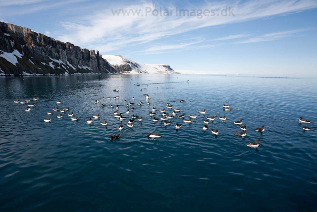 Brunnich's guillemot, Alkefjellet, Hinlopen Strait_MG_5858