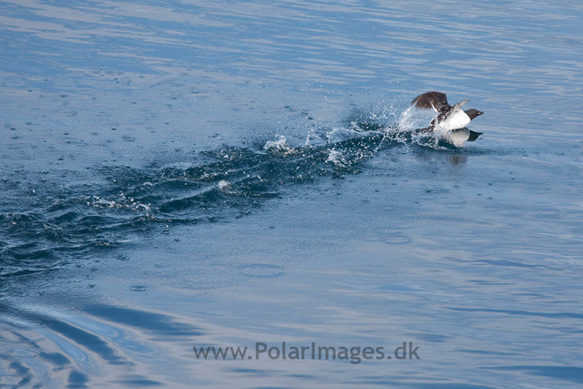 Brunnich's guillemot, Alkefjellet, Hinlopen Strait_MG_5872