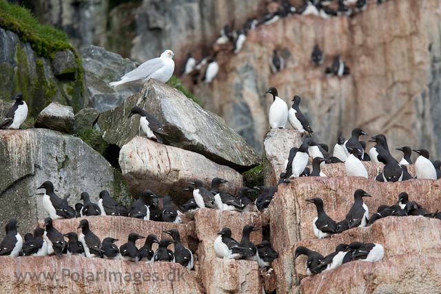 Brunnich's gullemots, Alkefjellet, Hinlopen Strait_MG_8407