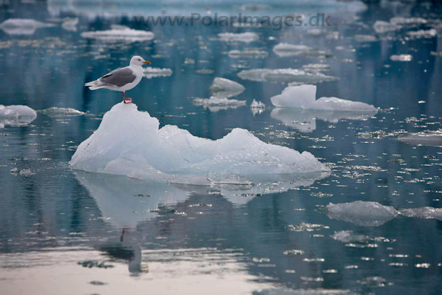 Glaucous gull_MG_2593